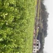 黄金贡柚苗