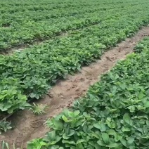天仙醉草莓苗脱毒天仙醉草莓苗基地基地直销成活率高