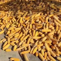 南瓜