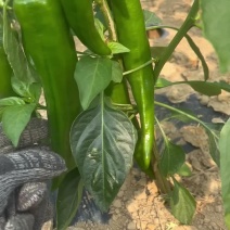 新苗青椒60亩需要的联系