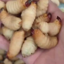 养殖新鲜竹笋虫冰鲜冰冻竹虫
