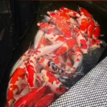 金鱼，各种规格红草金鱼，基地直供，量大可以免费送货。