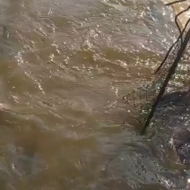 淡水罗非鱼