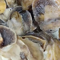 玉螺肉