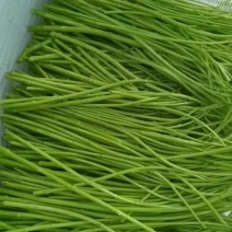 基地自产精品芦蒿…青蒿…有需要的老板咨询