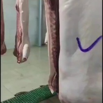 肥猪白条