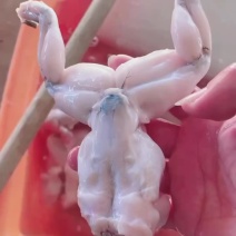 生鲜牛蛙肉，冰鲜牛蛙肉