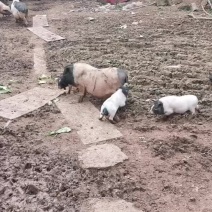 猪之香