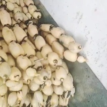 35白嫩莲藕，皮色特白，条形好规格大，皮簿肉嫩，口感粉甜