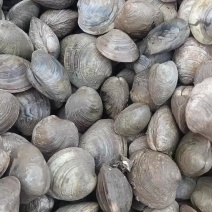 鲜活美贝，爆炒，水煮，涮火锅都好吃