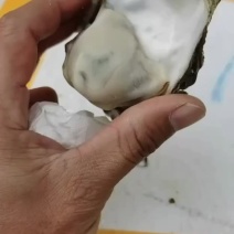 1.5+,肥仔，薄壳