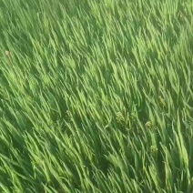 山东小葱，四季小葱，精品小葱，量大质优，种植基地直供