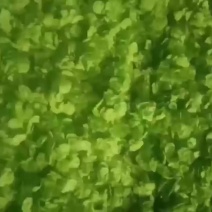 榆钱