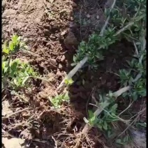 山东临沂费县金银花苗，产地大量，价格优惠，