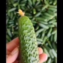 精品玛莎小黄瓜