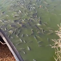 罗非准备开塘