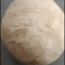 狗宝