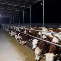 西门塔尔肉牛，公母都有，还有怀孕牛、种公牛，子母对