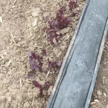 西瓜红红薯苗
