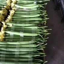 鲜花丝瓜