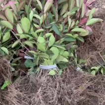 红叶石楠地苗