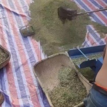 槐米