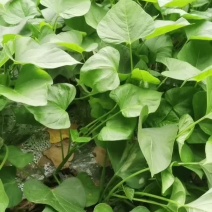 红瑶，丝滑，榴莲蜜薯红薯苗