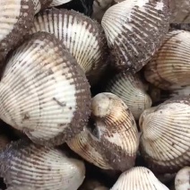 毛蚬子毛蛤蜊，货源充足，常年经营，可视频看货