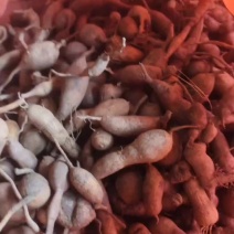 中药材金果榄