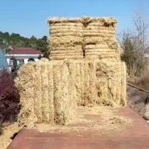 新鲜稻质量好价格优