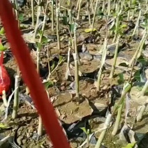 奇楠