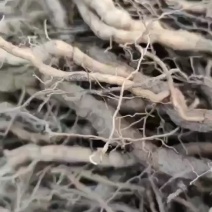 粉防已苗改良品种防病虫害耐高温干旱适应能力强大小苗都有易管理