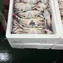 梭子蟹单冻梭子蟹东港飞蟹梭子蟹螃蟹梭子蟹礼盒梭子蟹