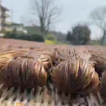河源连平手工传统番薯粉丝