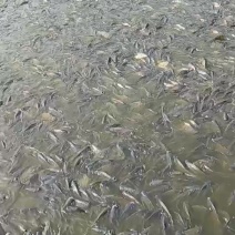 罗非鱼