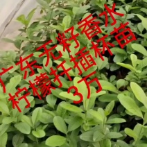 3万棵一一广东无籽香水柠檬扦插杯苗