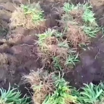大花萱草