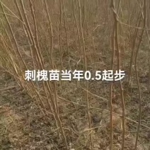 大量刺槐苗