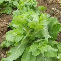 菜苔