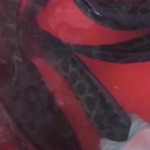生鱼，黑鱼，无腥味肉质紧