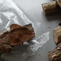 桑黄标本