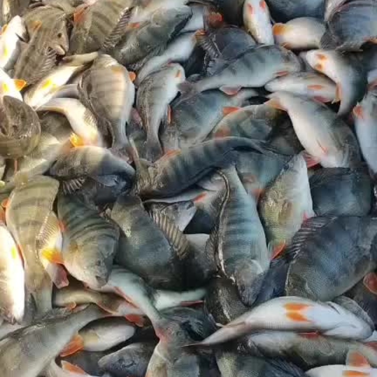 【牛商推荐】五道黑 大量供应 荷塘只发 现捞现发