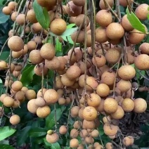 广西平南县石硖龙眼，储良龙眼，6月份底上市，可以先预约的