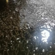 工厂化训料加州鲈鱼