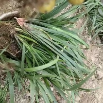 优质品种石菖蒲，大叶条粗产量高种苗