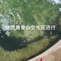 杂交黄骨水花