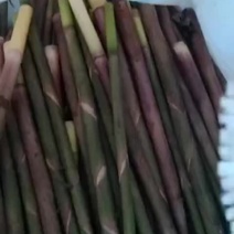 大量小山笋批发代收代办