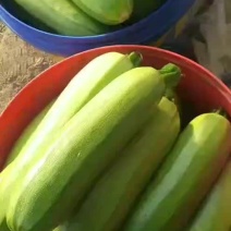 绿条青州产西葫芦