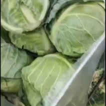 甘蓝