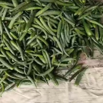 食堂用黄瓜大量